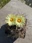 Preview: Astrophytum crassispinum